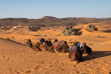 Dromedaries, miscalled camels, sitting on the orange sand of the Sahara dunes in Morocco