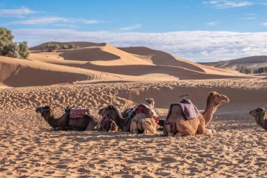 Dromedaries on the sand sahara desert dunes in Morocco with blue sky background