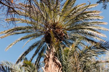 Date palms in an oasis along the road through the Atlas Mountains in Morocco
