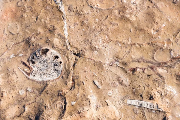 Sea animals and ocean proof of fossils found on rocks in the desert of Morocco