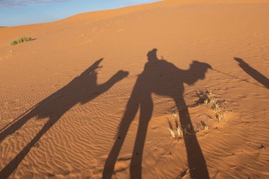 Shadows of a couple on camel dromedaries on the sand dunes of the Sahara Desert in Morocco