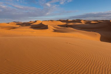 The vast orange dunes of the Sahara desert and its barren vegetation. Morocco