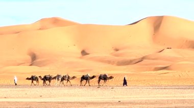 A Bedouin and his camels crossing the Sahara desert with the immense orange sand dunes in the background
