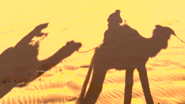 モロッコのサハラ砂漠の砂の中のラクダのカップルの影 — ストック動画