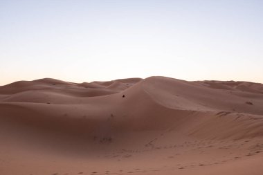 footprints of camels and bedouins on the sand dunes of the sahara desert 