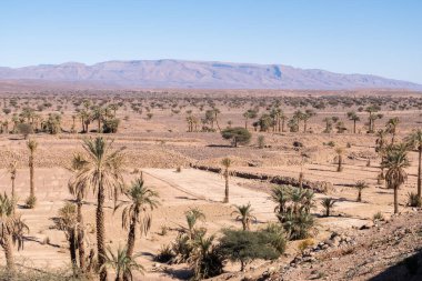 Oasis of date palms in the morocco desert with the atlas mountains in the background