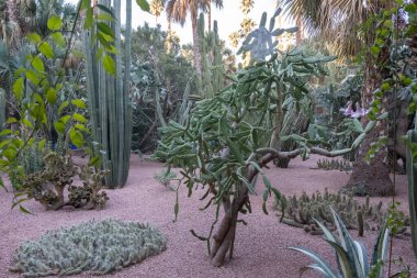 A group of cacti in a garden, varying in size and shape, creating a visually appealing display. Morocco