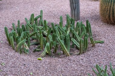 A cacti surrounded by rocks and pebbles in a low-maintenance garden.