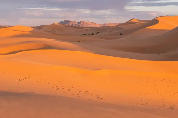 camel and bedouin footprints on the orange sand dunes of sahara desert in morocco during sunset