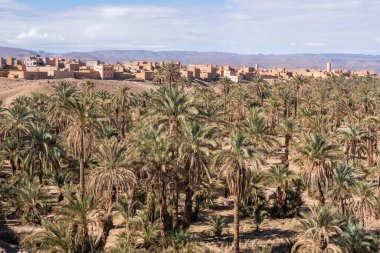 Oasis of date palms trees in the morocco desert with the atlas mountains in the background