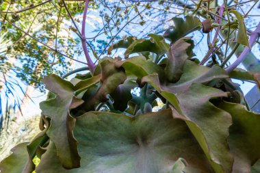 Marakeş 'te geniş yeşil yapraklı bir ağacın alçak açılı görüntüsü. Yüksek kalite fotoğraf