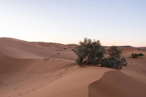 Μυστικιστικό Πορτοκάλι Σάρωσε Τους Αμμόλοφους Της Ερήμου Σαχάρα Δέντρα Μαρόκο — Φωτογραφία Αρχείου