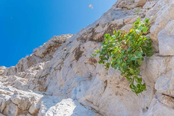 Una Roca Blanca Costa Isla Santorini Grecia Con Una Planta —  Fotos de Stock