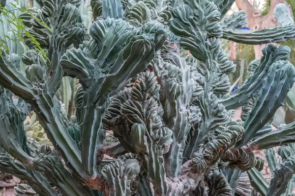 Tegyen Egy Utazást Egy Útvesztőben Toronymagas Változatos Kaktuszfajokkal Ebben Kertben — Stock Fotó