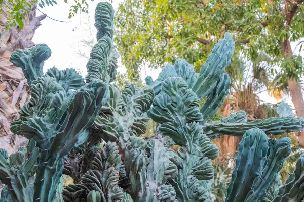 この息をのむようなサボテンの庭で砂漠の植物の美しさと回復力を体験してください 高品質の写真 — ストック写真