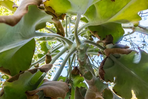 マラケシュの大規模な緑の葉を持つ木の低角度ビューの無数 高品質の写真 — ストック写真