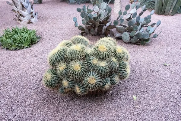 Nyugodt Békés Környezet Ebben Gyönyörűen Manikűrözött Kaktusz Kertben Kiváló Minőségű — Stock Fotó