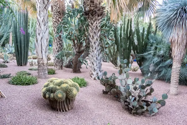 この植物園でサボテンのユニークで魅力的な世界を発見してください 高品質の写真 — ストック写真