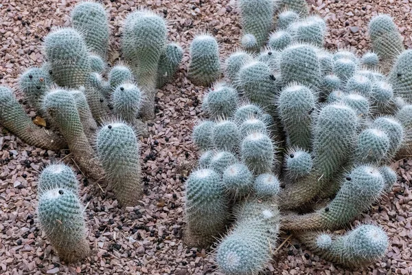 Sivatagi Oázis Szépsége Ebben Lenyűgöző Kaktuszkertben Kiváló Minőségű Fénykép — Stock Fotó