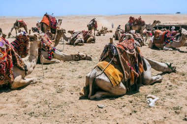 Develer Giza Piramitleri 'nin yanında bekliyor. Yüksek kalite fotoğraf. Hasta develer, Mısır 'daki ikonik Giza Piramitleri' nin arka planına karşı sabırsızlıkla turistleri bekliyor..