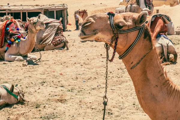 Camelos Aguardam Perto Das Pirâmides Gizé Foto Alta Qualidade Paciente — Fotografia de Stock