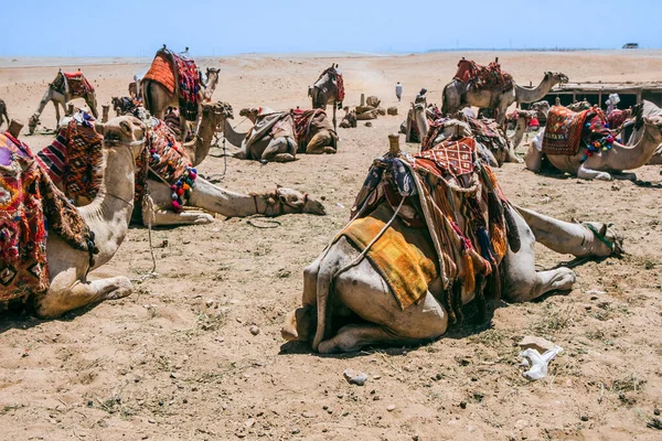 Develer Giza Piramitleri 'nin yanında bekliyor. Yüksek kalite fotoğraf. Hasta develer, Mısır 'daki ikonik Giza Piramitleri' nin arka planına karşı sabırsızlıkla turistleri bekliyor..