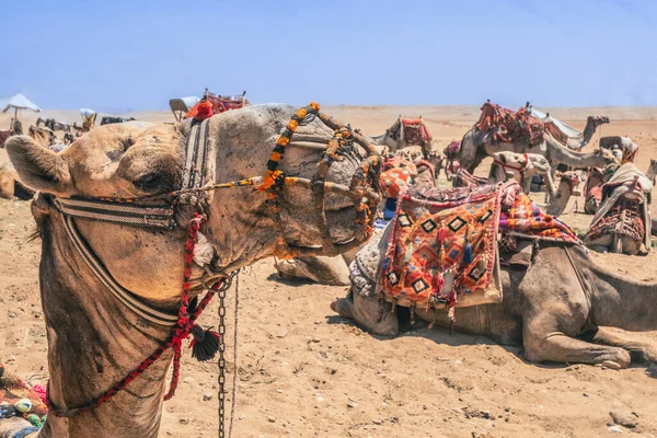 Верблюди Біля Пірамід Гізи Якісна Фотографія Пацієнтські Верблюди Нетерпінням Чекають — стокове фото