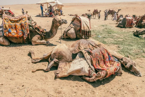 Camelos Aguardam Perto Das Pirâmides Gizé Foto Alta Qualidade Paciente — Fotografia de Stock