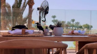Beklenmedik Konuklar: Restoran Masasındaki Kargalar. Yüksek kalite 4K görüntü. Bir grup karganın bir restoran masasını cesurca işgal etmesiyle tuhaf bir manzara ortaya çıkıyor. Bu resim eğlenceli bir karışım yakalar