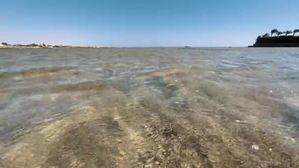 Yumuşak Sığ Sulardan Güçlü Kıyı Esintisinde Zarif Bir Şekilde Sallanan — Stok video