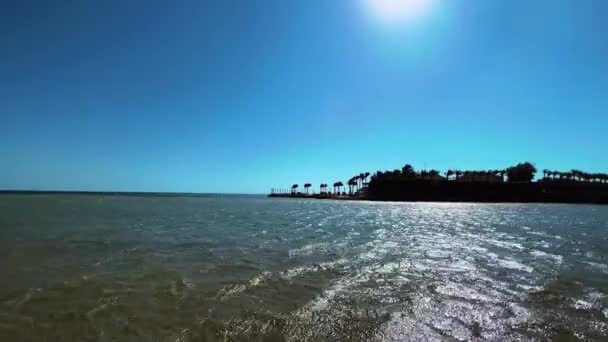 微风中的棕榈树 浅水之景 高质量的4K镜头 从柔和的浅水中 可以看到棕榈树在强烈的海岸微风中优雅地摇曳 这个图像封装了 — 图库视频影像