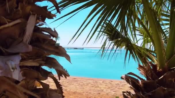 Azure Waters Small Pier Και Palm Trees Δυνατό Άνεμο Υψηλής — Αρχείο Βίντεο