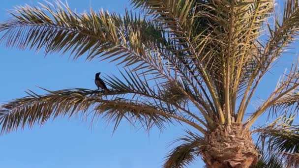 雄伟的乌鸦在日期棕榈勇猛的大风 高质量的4K镜头 见证大自然的复原力 犹如雄伟的乌鸦栖息在椰枣树上 在强风中顽强前行 — 图库视频影像