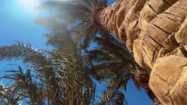 強い風の低い角度の眺めで揺れている雄大な日付のパームの木 高品質の4K映像を公開しました 頑丈な日付のヤシの木がAの影響の下で優雅に揺れるように自然の畏敬の念を抱く力を目撃して下さい — ストック動画