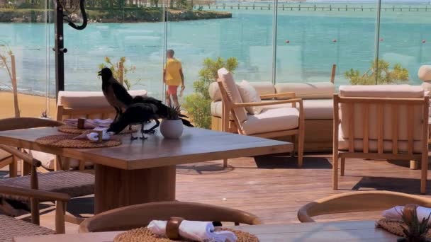 Kuş Devralma Kargalar Restoran Masası Ddiası Yüksek Kalite Görüntü Alışılmadık — Stok video