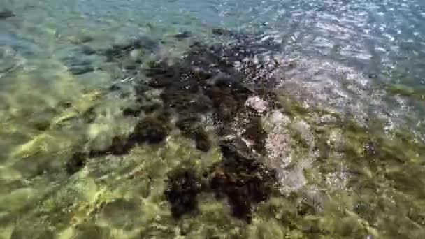 Coral Beauty Shallow Waters Underwater Delight High Quality Footage Peer — Stock Video