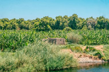 Mısır Gizli Mücevheri: Nil Gezisinden Orman Görüntüleri. Yüksek kalite fotoğraf. Lüks bir Nil Nehri gezisinden gelen bu büyüleyici orman manzarasıyla Mısır 'a doğru bir yolculuğa çıkın. Görülmesi gereken bir şey