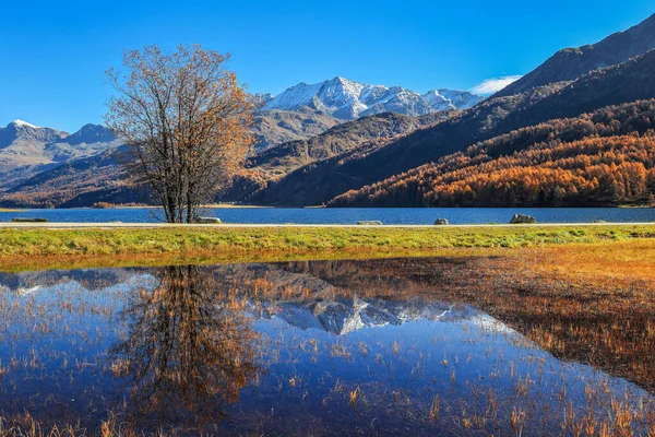 Lago Sils Con Reflejo Árbol Los Alpes Suizos Nieve Alto —  Fotos de Stock