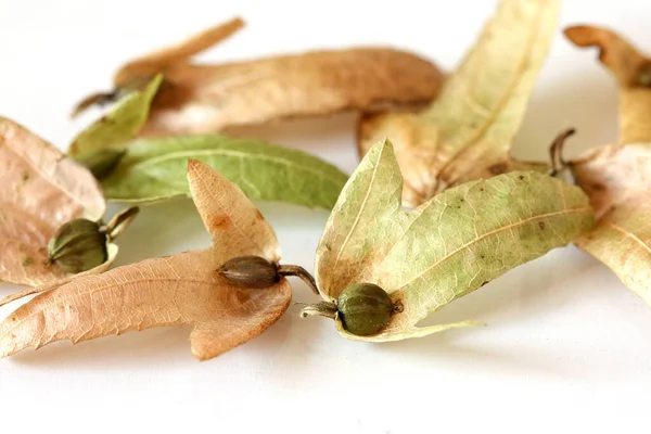 コピースペースのある乾燥した葉のホーンビーム種子 — ストック写真