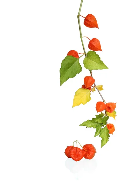 Vescica Cherry Branch Isolato Con Spazio Copia — Foto Stock