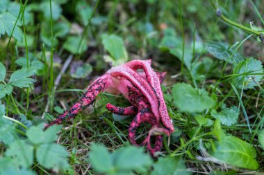 Clathrus archeri, aynı zamanda ahtapot olarak da bilinir. Kokuşmuş mantar ya da sonbahar ormanlarında şeytanın parmakları.