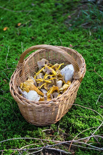 Raccolta Funghi Nella Foresta Con Cesto Pieno Diverse Specie Funghi — Foto Stock