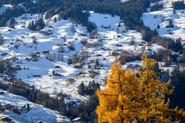 Primeira Neve Nova Caindo Sobre Aldeia Grindelwald Casas Fazenda Aos — Fotografia de Stock