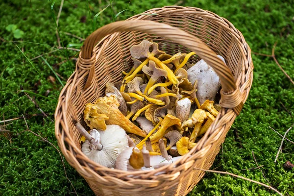 Coleção Cogumelos Floresta Com Uma Cesta Cheia Diversas Espécies Cogumelos — Fotografia de Stock