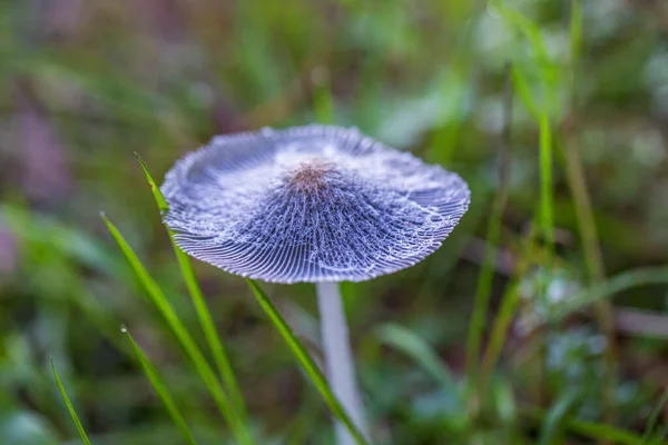 Tiny Bluish Muschroom Forest Macro Shot — Stock Photo, Image