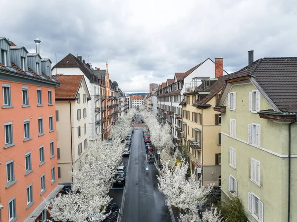 Virágzó Fehér Cseresznyefák Sorai Zürich Város Egyik Utcája Mentén Tavasszal — Stock Fotó