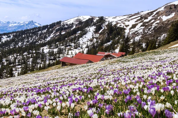 Tidig Speing Alperna Berget Med Den Första Blommande Vilda Krokus — Stockfoto
