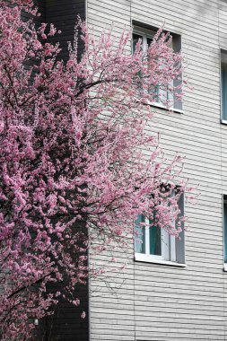 Ahşap bir binanın dışında pembe kiraz çiçeği, ışık ve renk kontrastlı. 