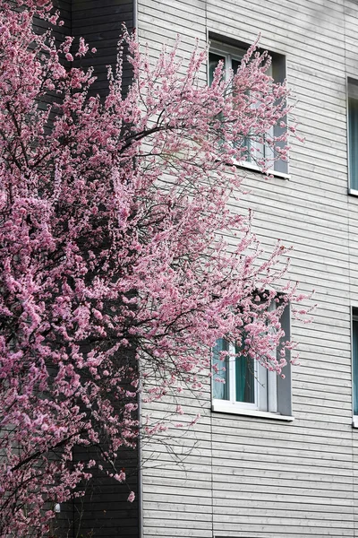 Розовая Вишня Цветет Снаружи Деревянного Здания Контрастом Света Цвета — стоковое фото