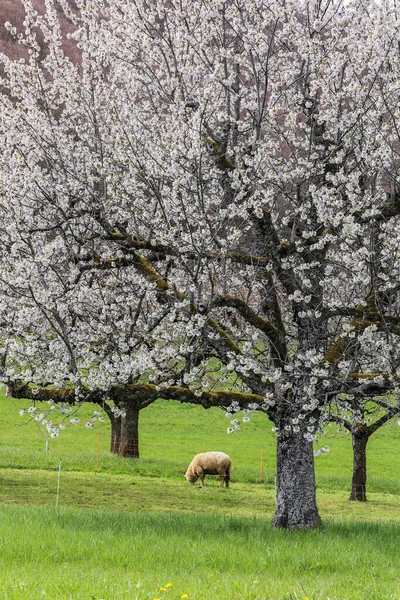 Schapen Grazen Een Bloeiende Boomgaard Met Kersenbloemen Een Milieuvriendelijke Manier — Stockfoto